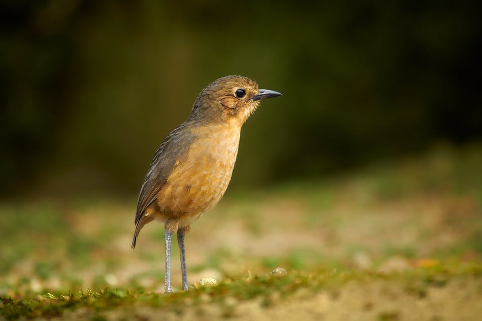 Tawny Antpitta_02