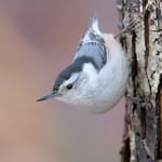 White_Breasted_Nuthatch_jpolak