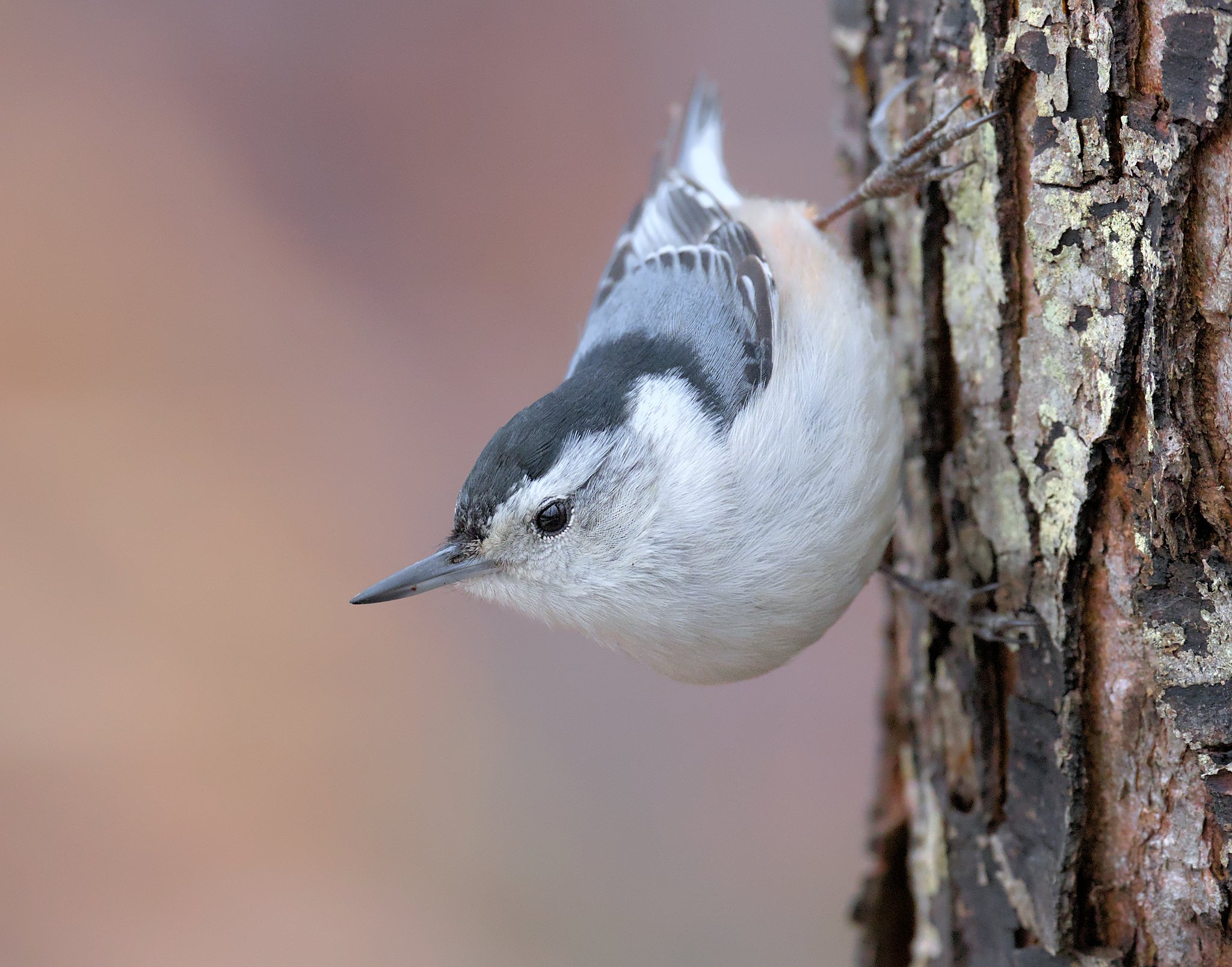 Different Types of Bird Feathers - Bird Watching Academy