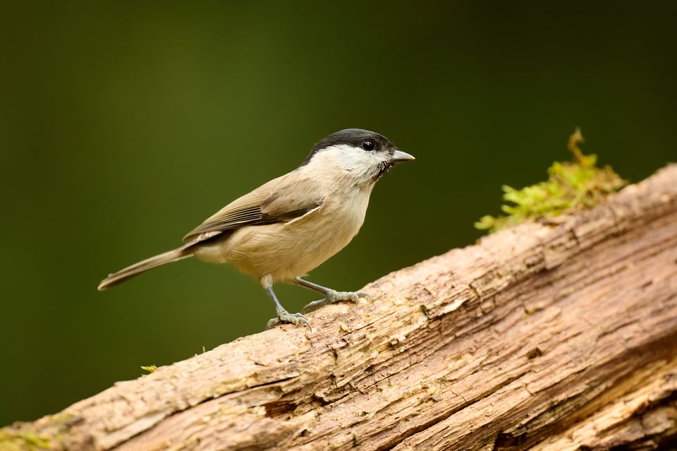 Willow Tit Bird Photo