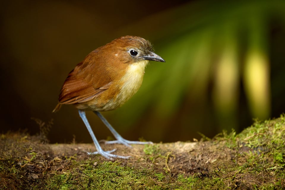 Yellow-breasted Antpitta