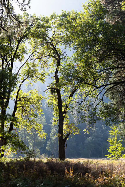 Yosemite Backlit Tree Sunrise