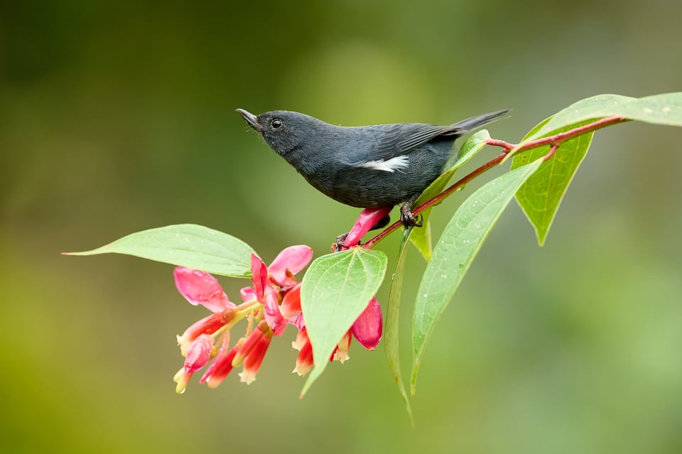 glossy flowerpiercer