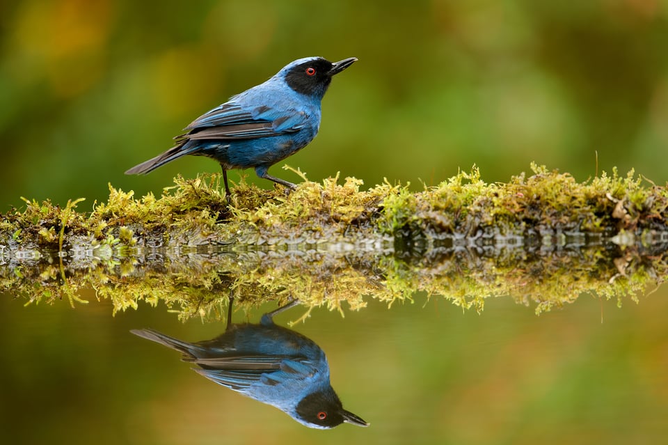 masked flowerpiercer