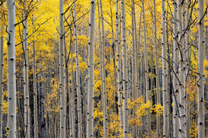 Abstract Aspens Photo taken with Nikon Z 28-75mm f2.8 Lens