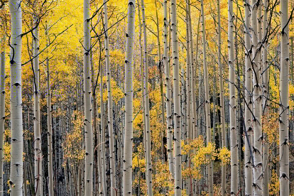 Abstract Aspens Photo taken with Nikon Z 28-75mm f2.8 Lens