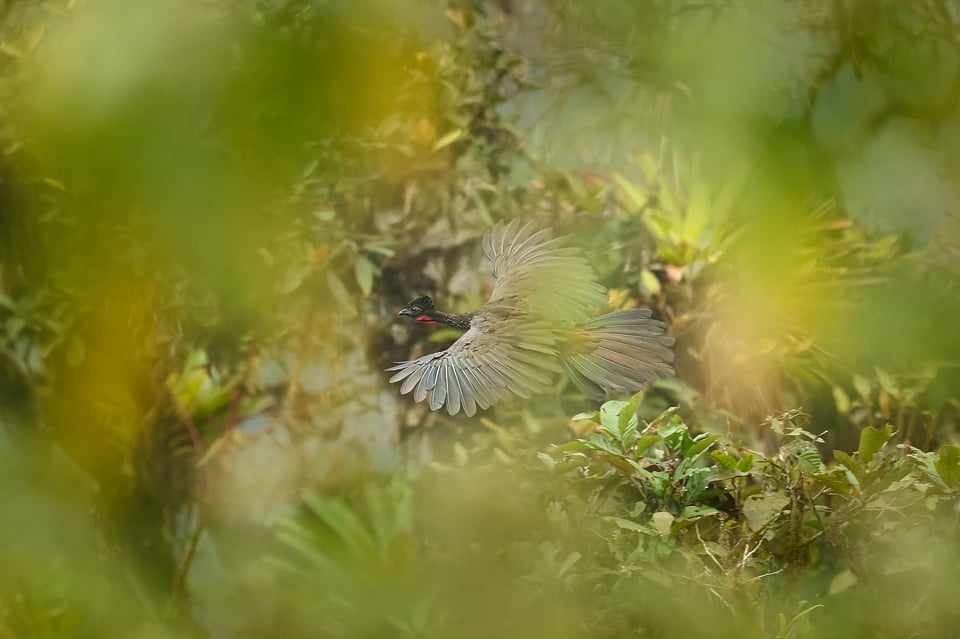 Andean Guan