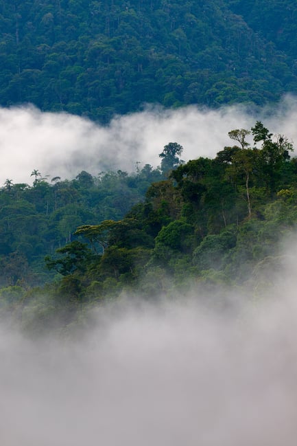 Andean cloud forest