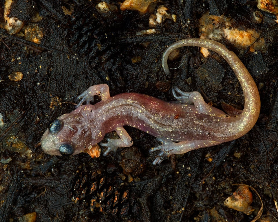 Arboreal salamander under good lighting conditions with no shadows or highlights using soft and diffused flash