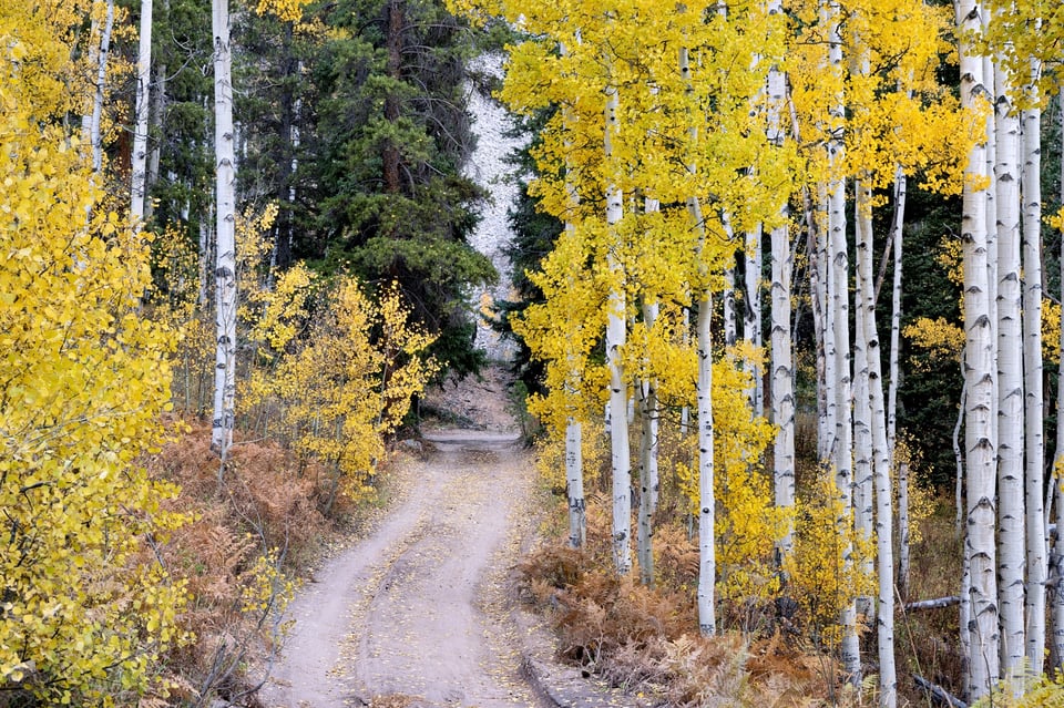 Aspen trees and a road in Autumn