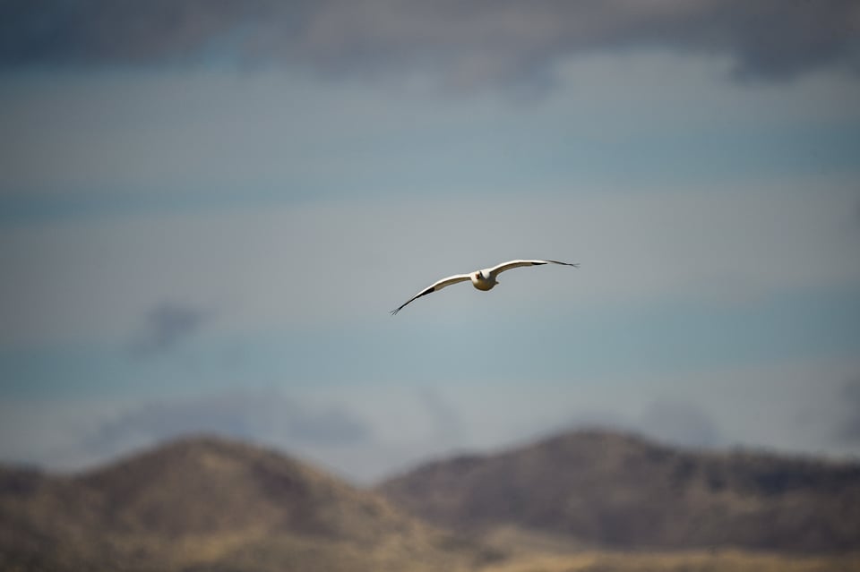 Bird Flying Toward Me Autofocus