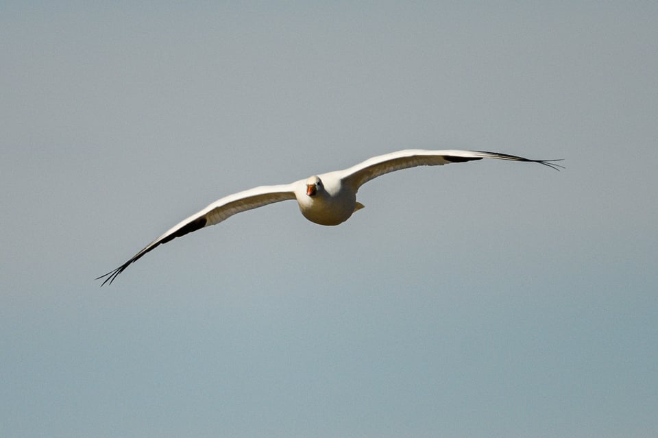 Bird Flying Toward Me Crop