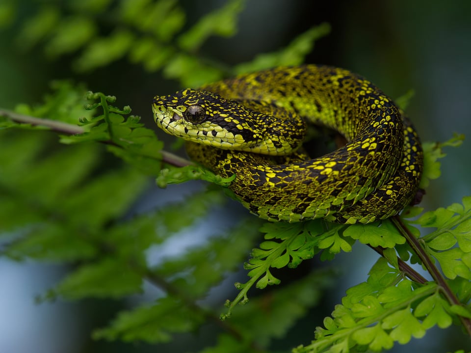 Black Speckled Palm Pitviper sample photo taken with the Olympus M.Zuiko Macro Lens