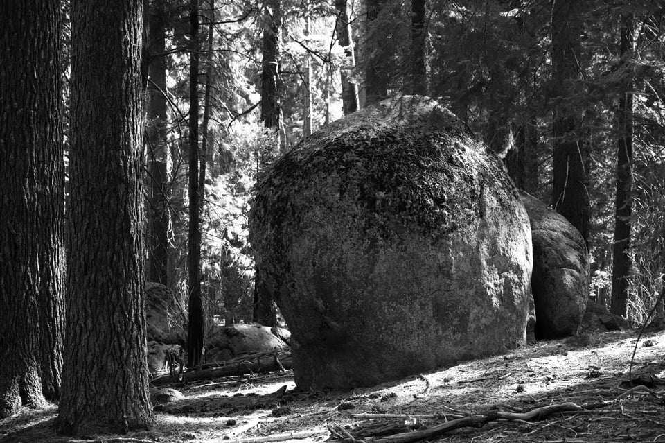 Black and white photo of boulder in forest