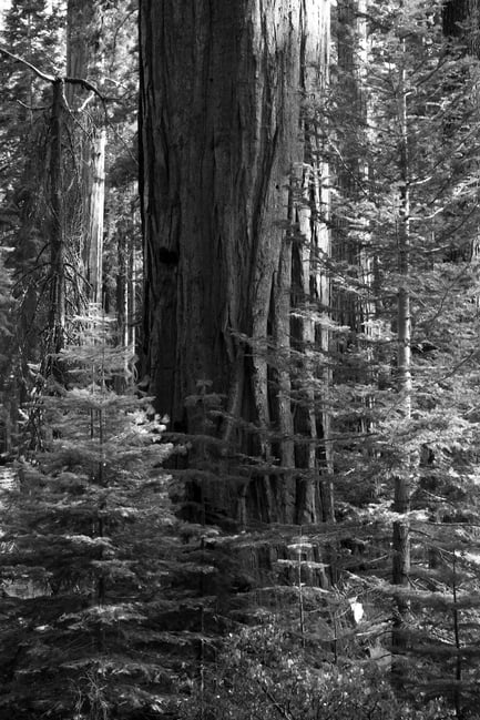 Black and white photo of redwood tree Nikon Z 28-75mm f2.8