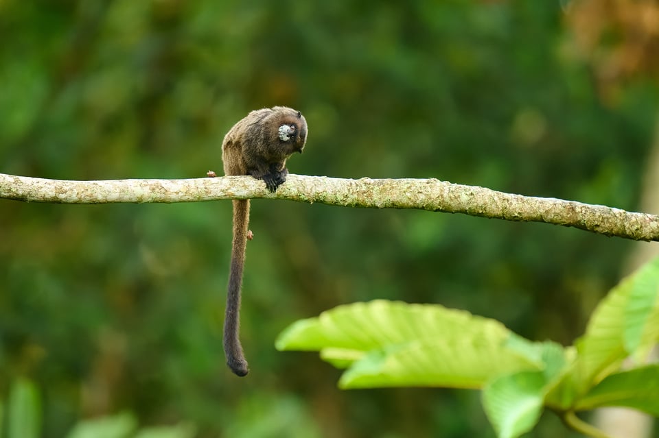 Black-mantled Tamarin