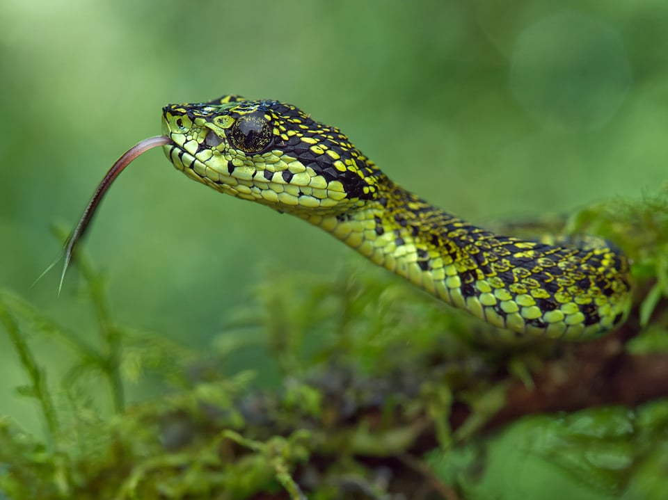 Black speckled palm pitviper with fill flash to freeze motion while also generating pleasant bokeh