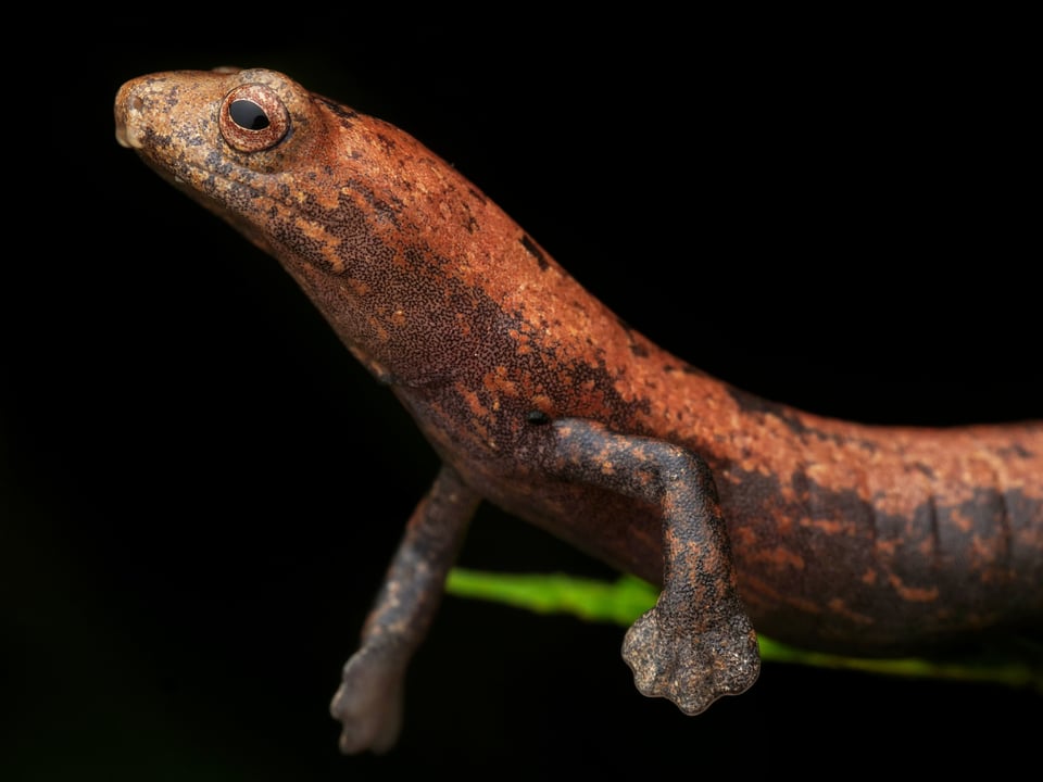 Bolitoglossa salamander sample photo taken with the Olympus M.Zuiko Macro Lens