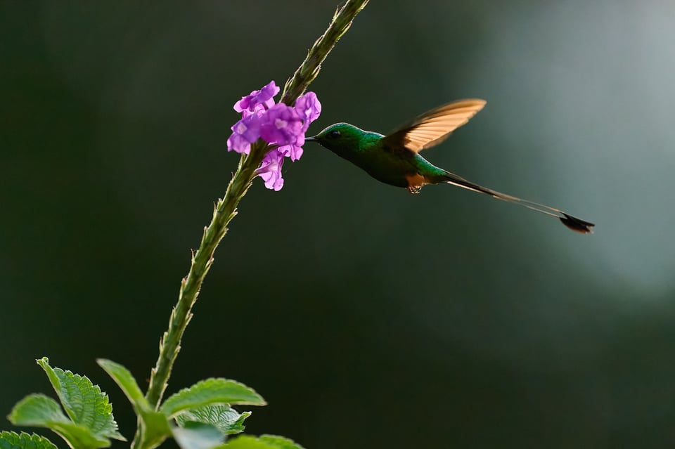 Booted racket-tail