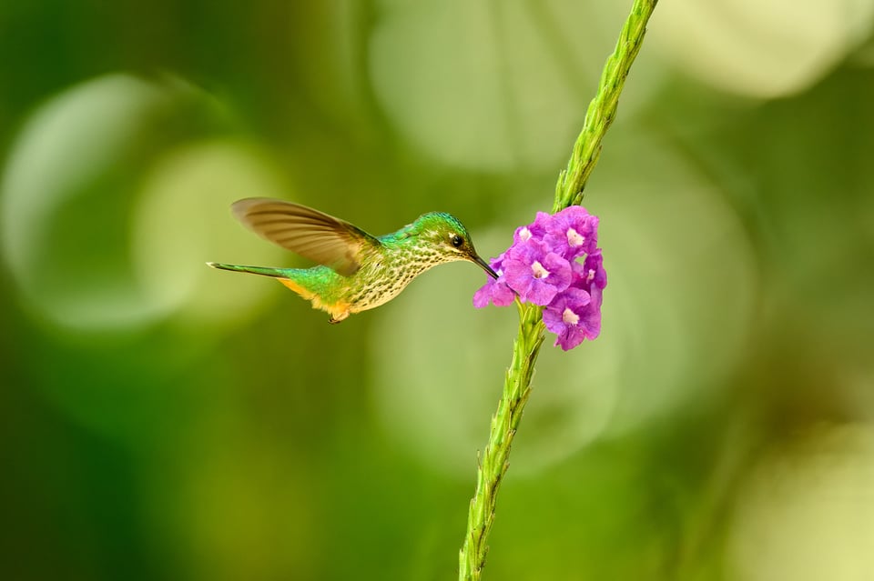 Booted racket-tail_02
