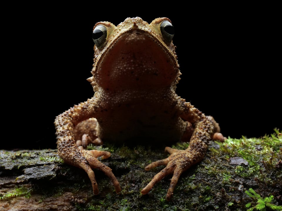 Climbing Toad with moody and dramatic artificial lighting created by a flash diffuser