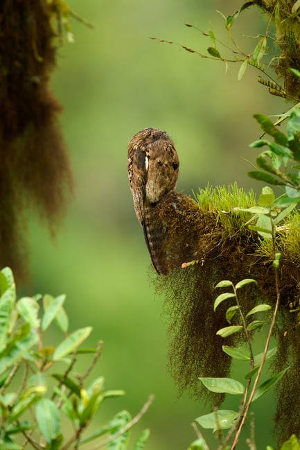 Common Potoo_1120