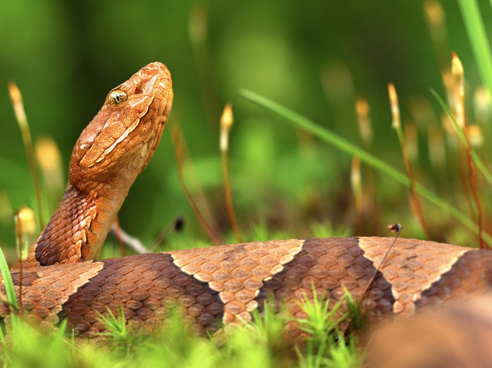 Copperhead sample photo taken with the Olympus M.Zuiko Macro Lens