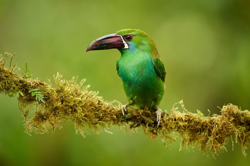 Crimson-rumped Toucanet