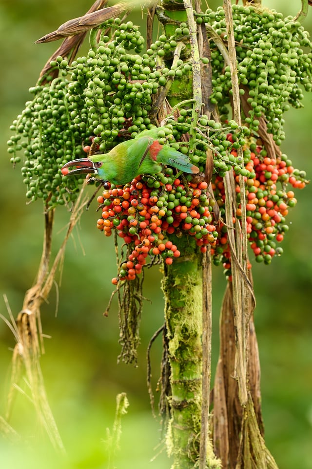 Crimson-rumped Toucanet_02