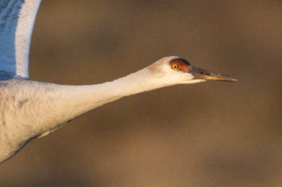 Crop of Fast Sandhill Crane