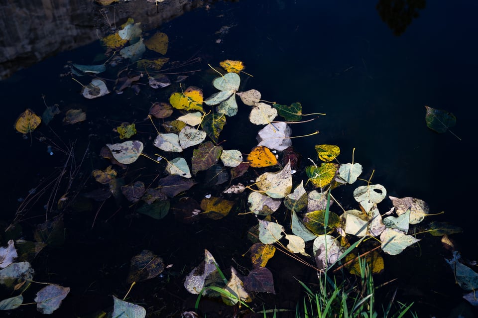 Fallen leaves on a lake in Yosemite