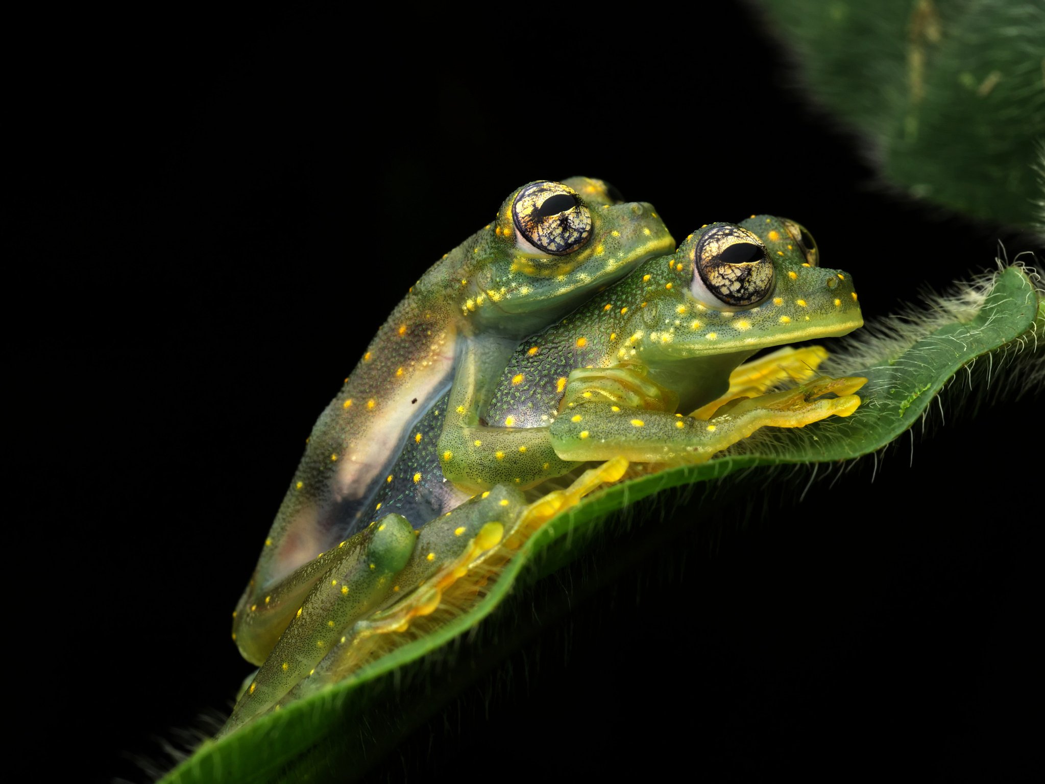 Glass Frogs sample photo taken with the Olympus M.Zuiko Macro Lens no crop