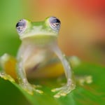 Glass frog with good diffused lighting using an external flash and artificial lighting setuo