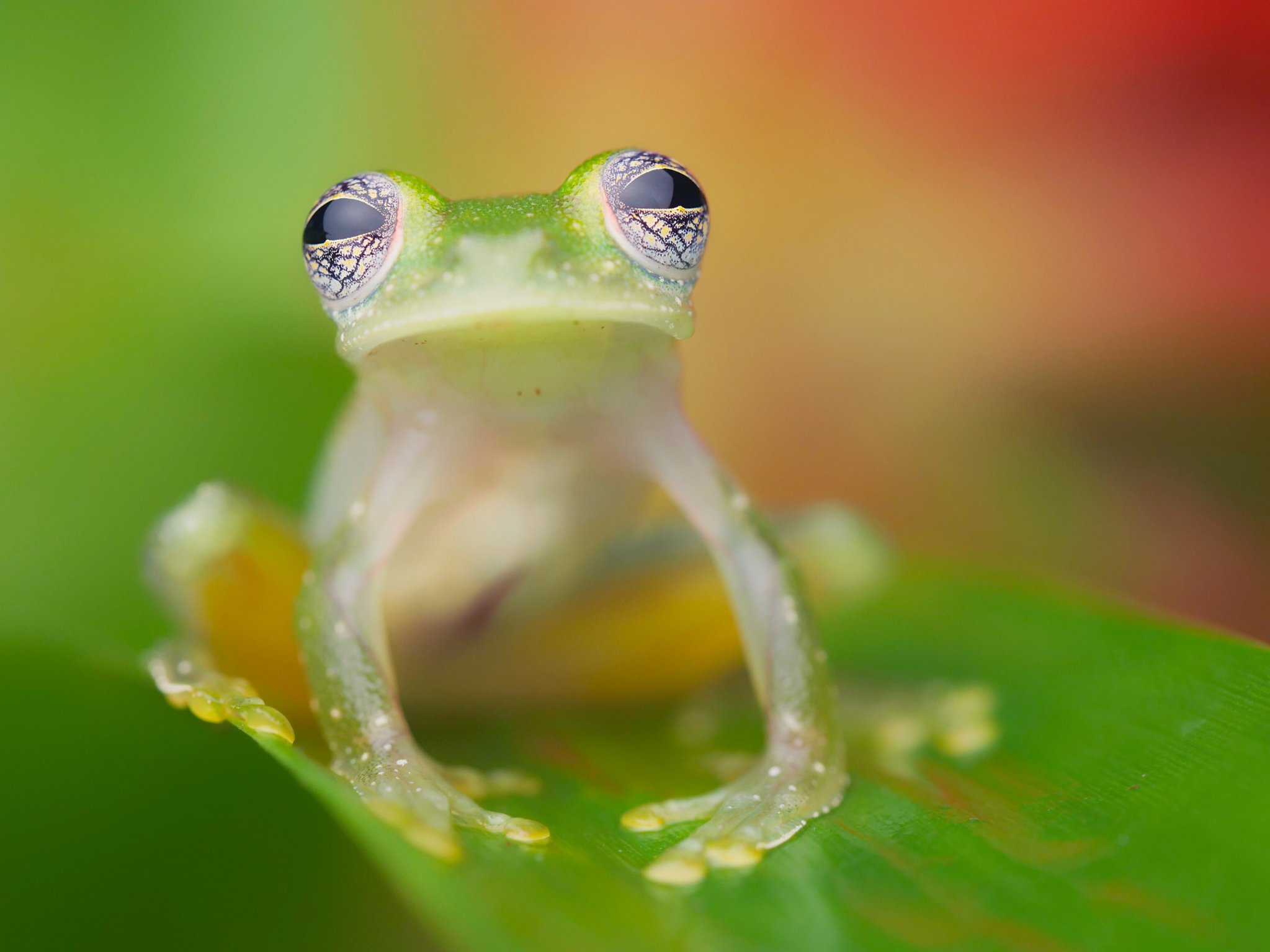 Glass frog with good diffused lighting using an external flash and artificial lighting setuo