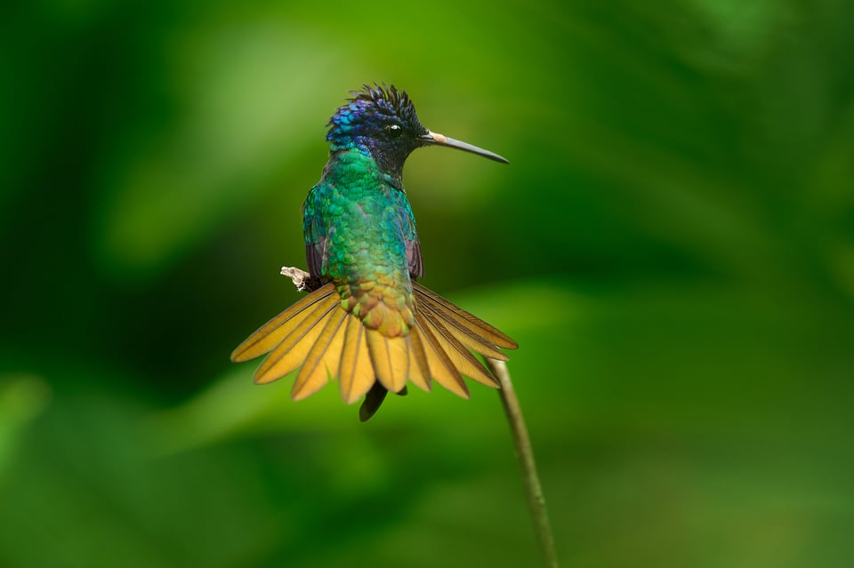 Golden-tailed Sapphire