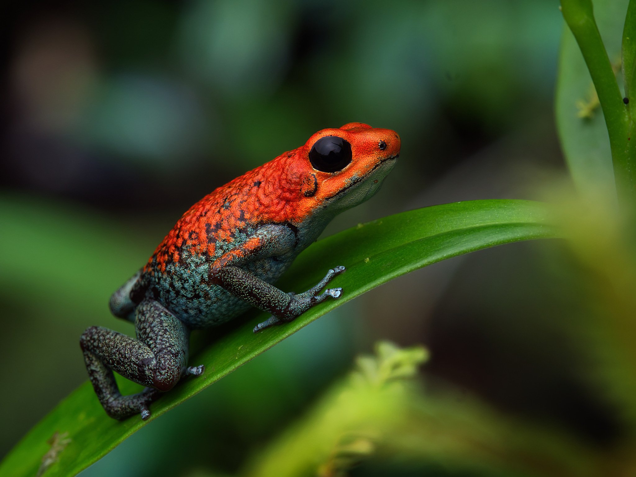 Granular Poison Frog sample photo taken with the Olympus M.Zuiko Macro Lens