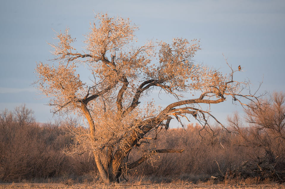 Hawk on a Distant Tree Nikon Z 800mm f6.3 Lens