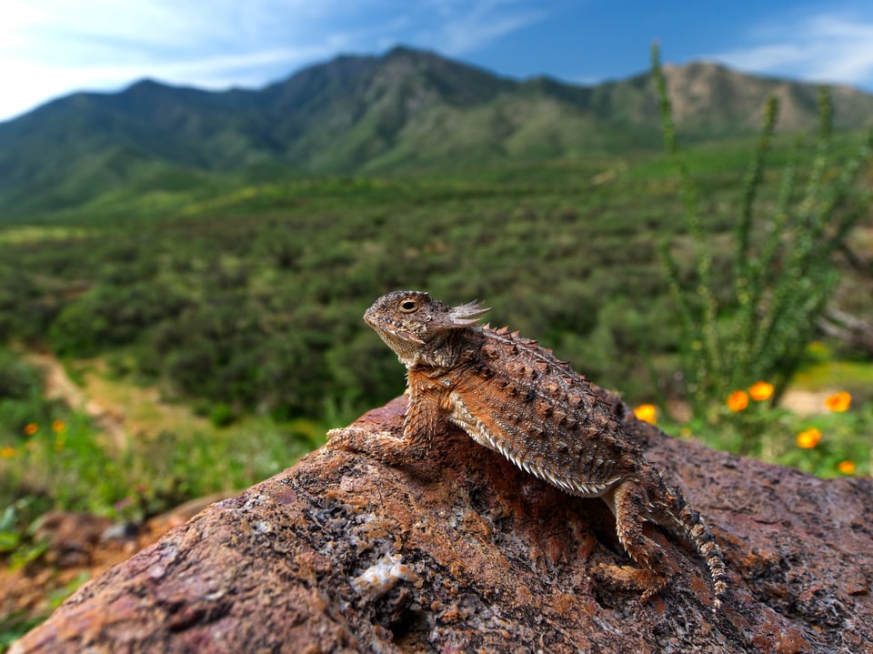 Horned lizard in arizona using flash with wideangle wildlife photography