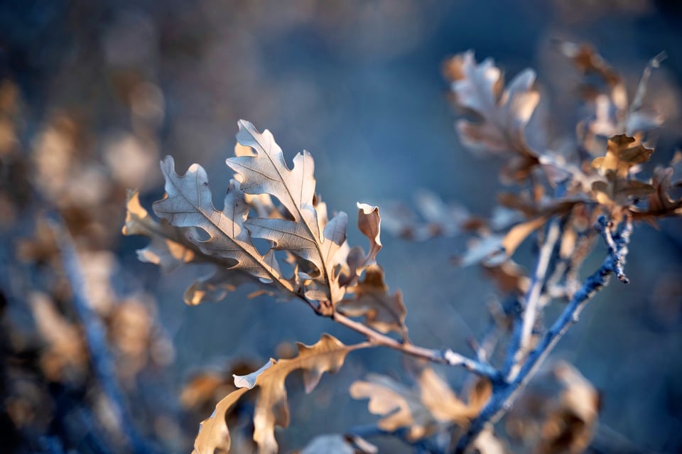 Leaves Close Up Macro Bokeh Example Nikon Z 28-75mm f2.8