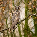 Long-Eared Owl