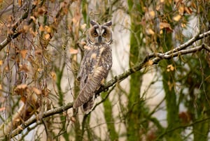 Long-Eared Owl