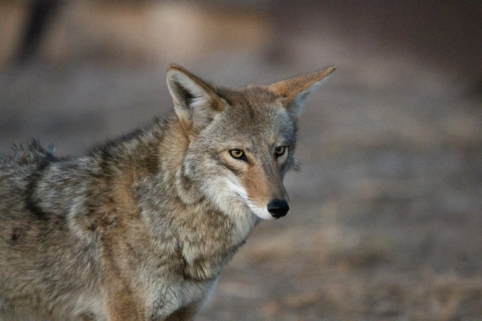 Low Light Coyote Photo Nikon Z 800mm f6.3