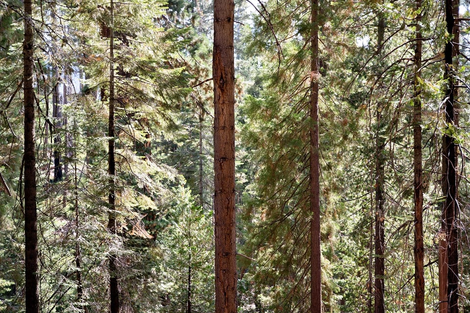 Mariposa Grove Afternoon Sunlight Nikon Z 28-75mm f2.8