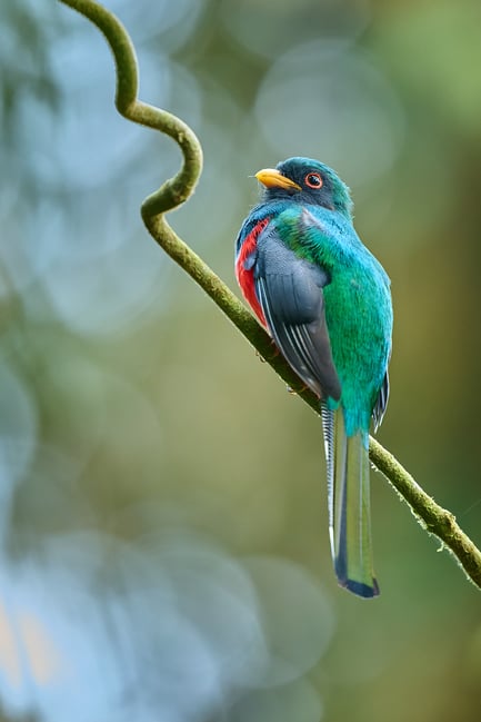 Masked trogon