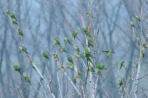 Monch Parakeet