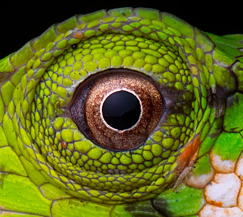 Monkey Lizard sample photo taken with the Olympus M.Zuiko Macro Lens with crop