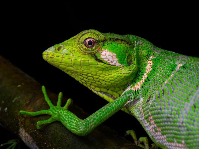 Monkey Lizard sample photo taken with the Olympus M.Zuiko Macro Lens