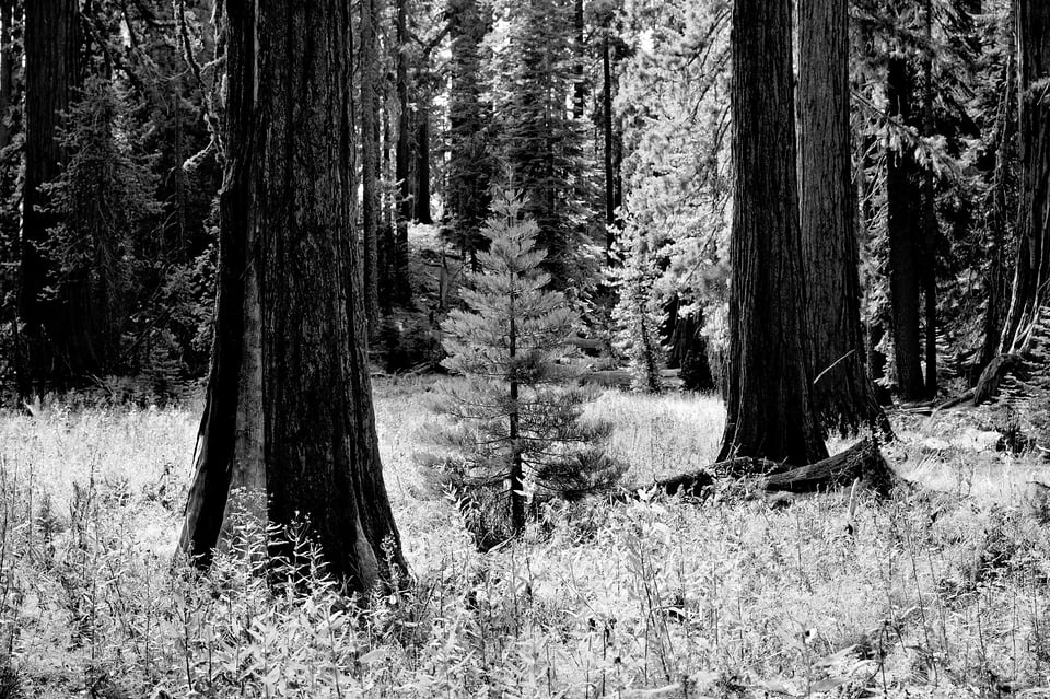 Nikon Z 28-75mm f2.8 Black and White Sample Forest Photo