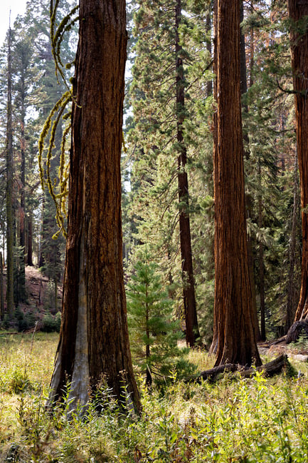 Nikon Z 28-75mm f2.8 Sample Photo of Forest