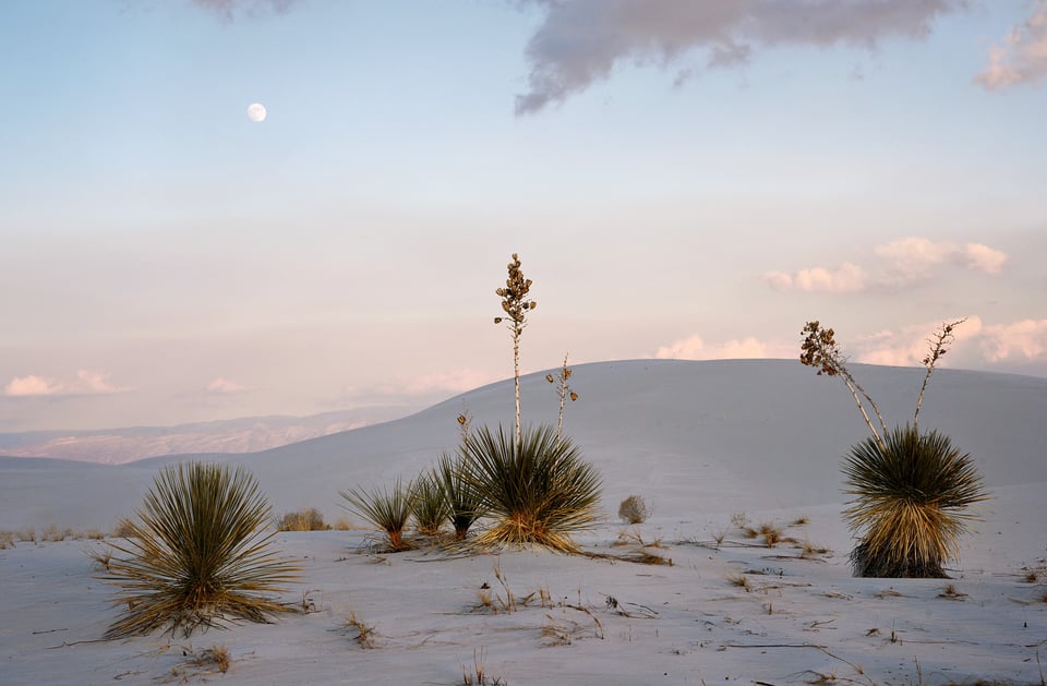 Nikon Z 28-75mm f2.8 Sample Photo of Yucca at Sunset with Moon